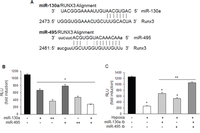 miR-130a and miR-495 directly target 3&#x2032;-UTR of RUNX3 mRNA.