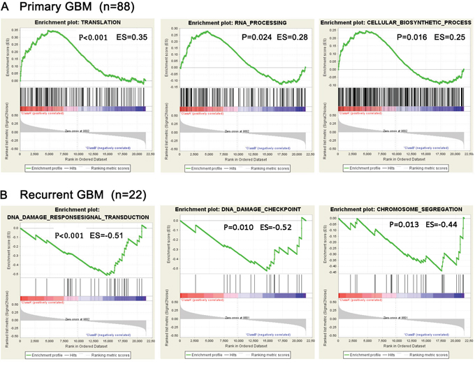 Presence of representative gene sets related to biological processes analyzed by GSEA.