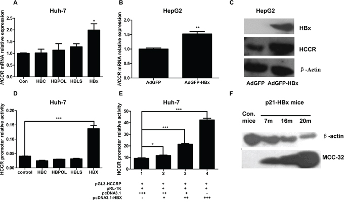 HBx upregulates HCCR expression by enhancing HCCR promoter activity.