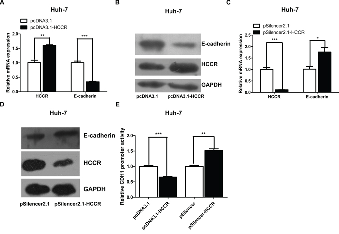 HCCR represses the expression of E-cadherin through its promoter.