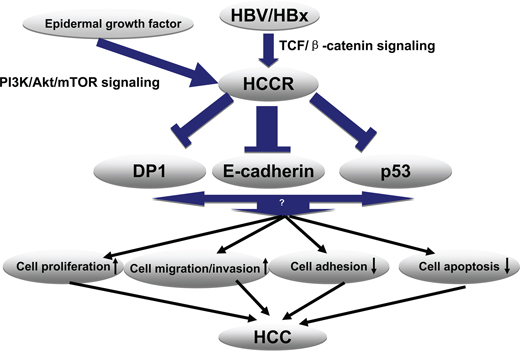 Proposed model for the molecular mechanism underlying HBx-induced HCCR expression and HCC development.