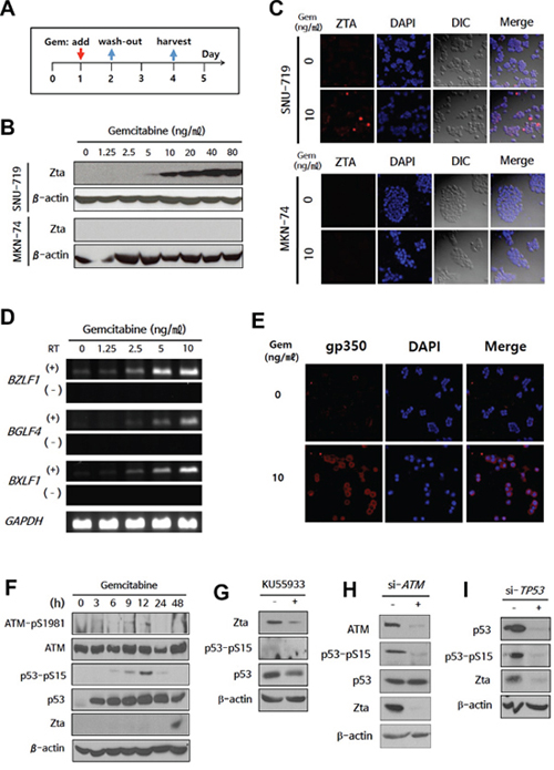 Expression of EBV-TK/PK during gemcitabine-induced lytic activation via ATM/p53 genotoxic stress pathway in EBVaGC cells.