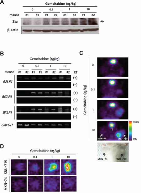 Establishment of a lytic activation-inducible EBVaGC mouse model.