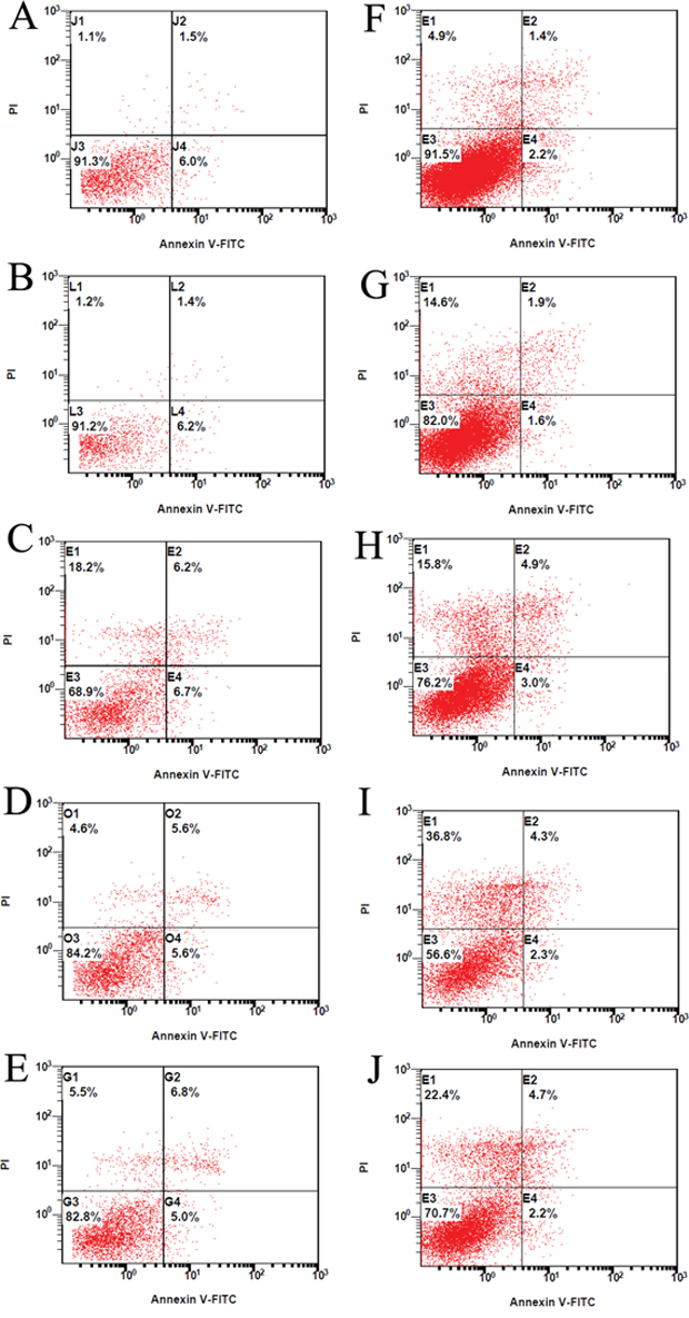 The effect of FAK expression inhibition on osteosarcoma cell apoptosis.