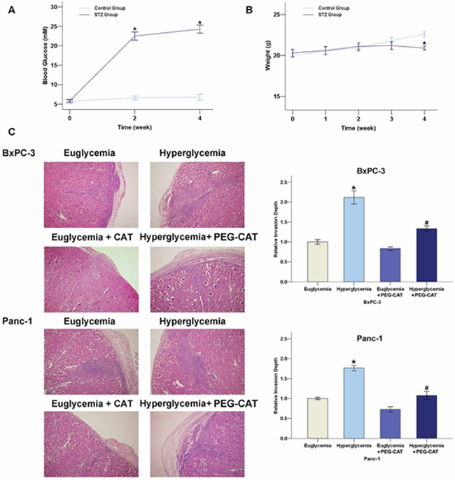 Effect of the hyperglycemia/H2O2 axis on the invasion of PC in nude mice.