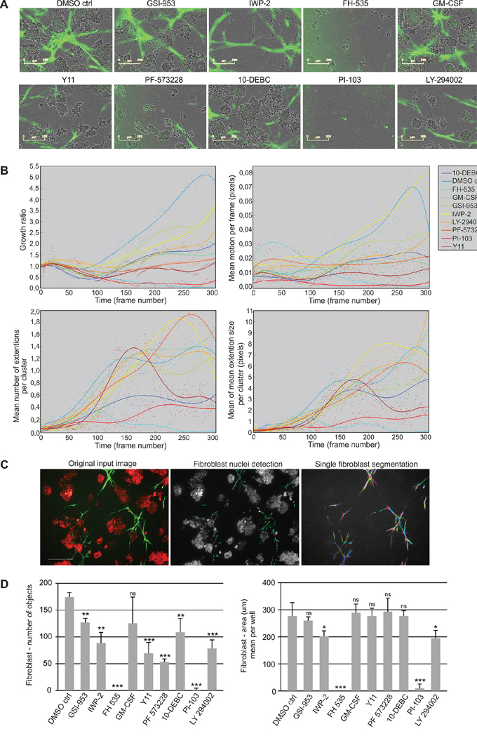 Small molecule inhibitors block growth and dynamics of fibroblasts in 3D co-culture.