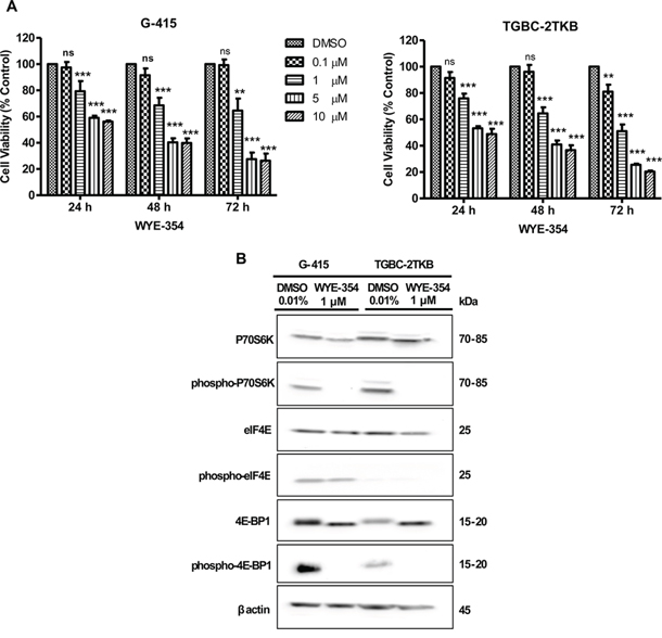 In vitro effects of WYE-354 on cell growth and mTOR signaling pathway in two gallbladder cancer cell lines.