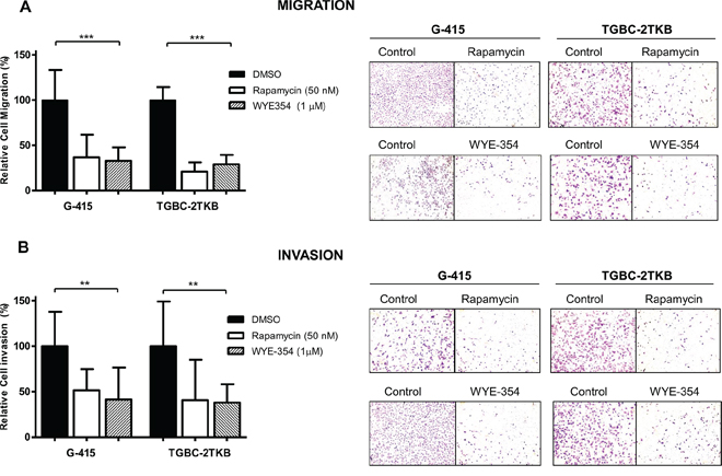 Effect of WYE-354 and rapamycin on cell migration and invasion.