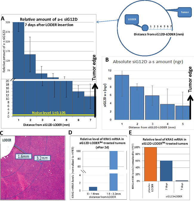 SC or orthotopic Panc-02 tumors were implanted with siG12D-LODER&#x2122;.