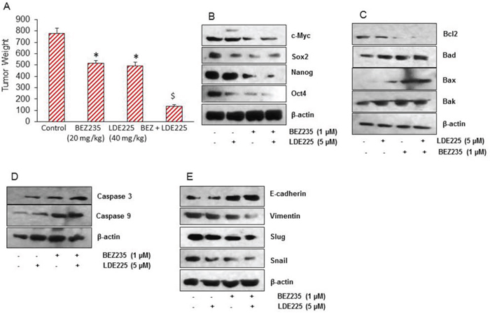 NVP-LDE-225, NVP-BEZ-235 and their combination inhibit pancreatic CSC tumor growth in NOD/SCID IL2R&#x03B3; null mice.