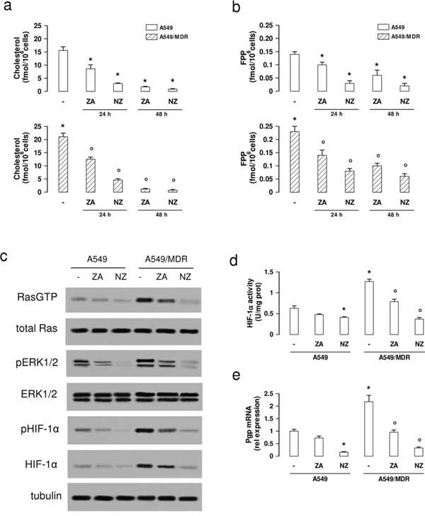 NZ lowers the mevalonate pathway/Ras/ERK1/2/HIF1&#x03B1; axis and Pgp expression in MDR cancer cells.