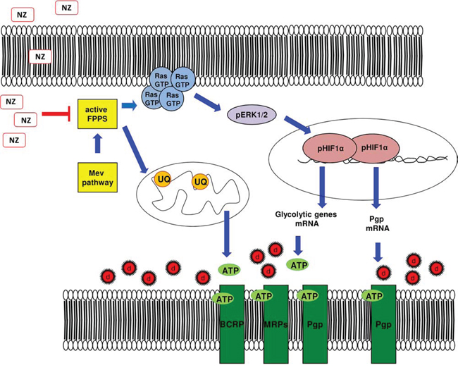 Metabolic basis of the chemosensitizing effects of NZ in MDR cells.