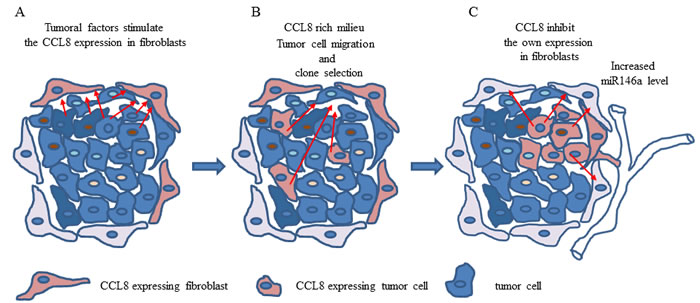 The hypothetical effect of CCL8 in host-tumor system.