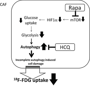 Synergistic effect of Rapa and HCQ combination.