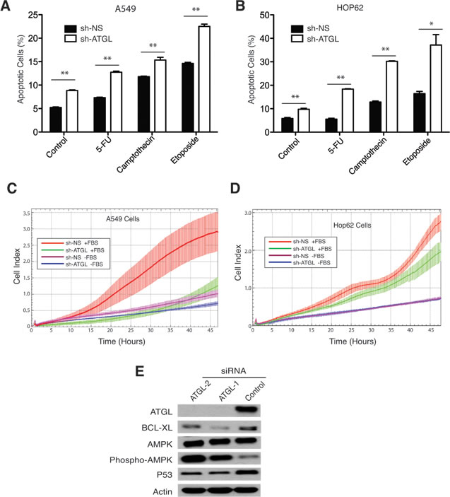 ATGL knockdown promotes apoptosis and inhibits migration of NSCL cancer cells.