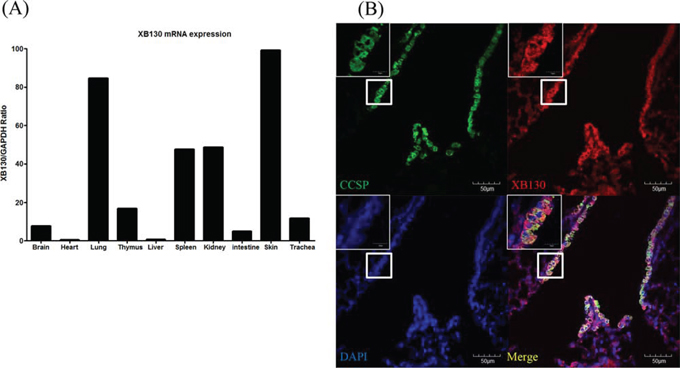 Expression of XB130 in murine small airway epithelial cells.