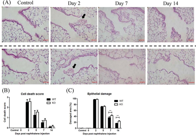 XB130 deficiency delayed the repair process after naphthalene-induced small airway epithelial damage.