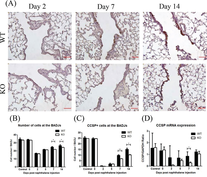 XB130 deficiency reduced Club cell proliferation during small airway epithelial repair.