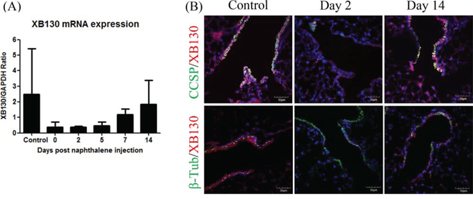 Expression of XB130 in Club cells but not in ciliated cells.