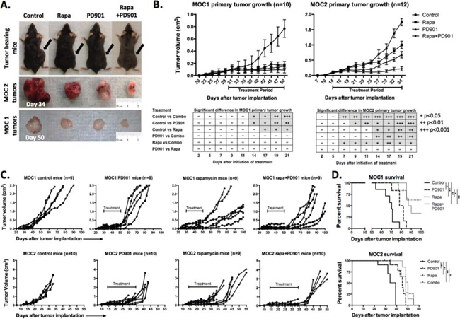 Alteration of primary tumor growth following MEK and mTOR inhibition in vivo.