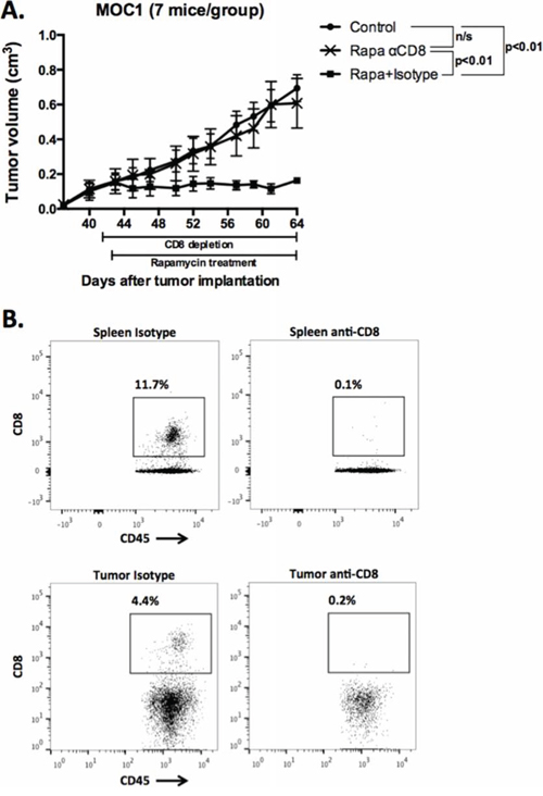 Abrogation of MOC1 tumor growth inhibition following mTOR inhibition with systemic CD8 cell depletion.