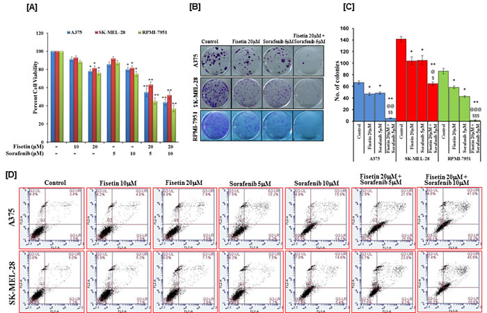 Effects of fisetin, sorafenib and their combinations on cell viability, colony formation and apoptosis of BRAF-mutated melanoma cells.