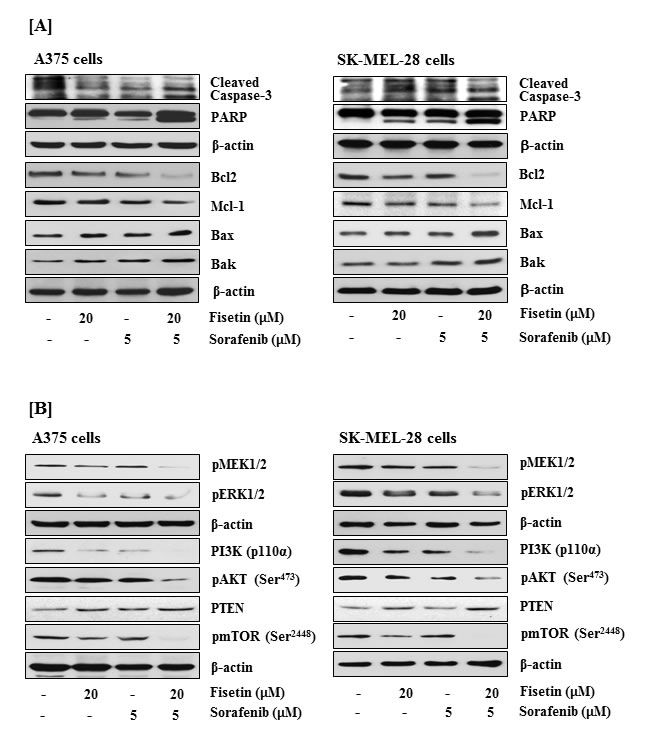 Effects of fisetin, sorafenib and their combination on cleavage of caspase-3 and PARP, expression of the Bcl2 family proteins, and on modulation of MAPK and PI3K signaling pathways in BRAF-mutated melanoma cells.