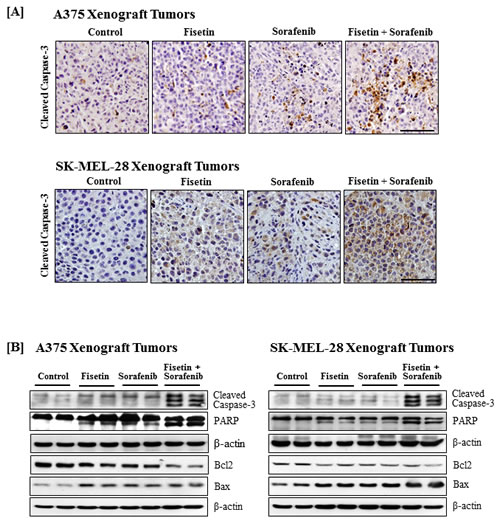 Effects of fisetin, sorafenib and their combination on cleavage of caspase-3 and PARP, and expression of Bcl2 family proteins in tumors of athymic nude mice implanted with BRAF-mutated melanoma cells.