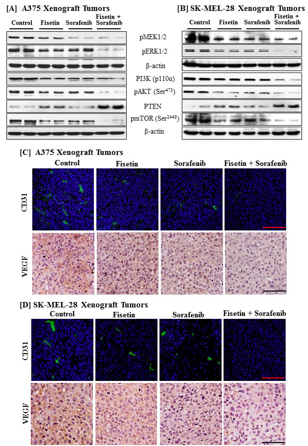 Effects of fisetin, sorafenib and their combination on MAPK and PI3K signaling pathways, and angiogenesis in tumor tissues of athymic nude mice implanted with BRAF mutated melanoma cells.