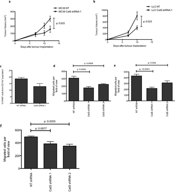 CatS ablation reduces tumour growth and macrophage recruitment.