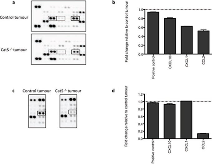 Pro-inflammatory chemokine expression levels are altered in the absence of CatS.