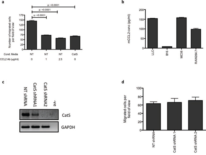 CatS regulation of CCL2 is responsible for altered macrophage recruitment.