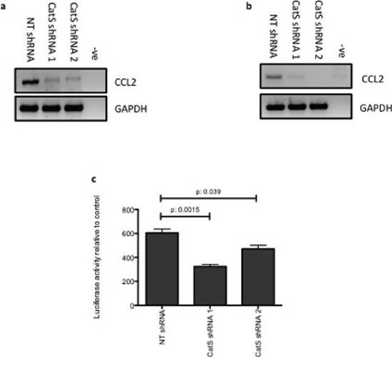 CatS can transcriptionally regulate CCL2 expression.
