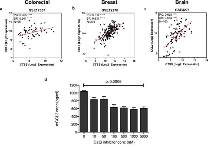 CatS and CCL2 expression are correlated in human tumour samples.