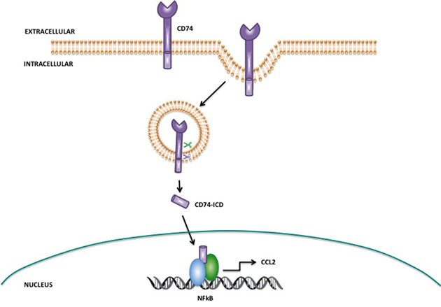 Proposed mechanism of action for CatS mediated regulation of CCL2 via CD74.