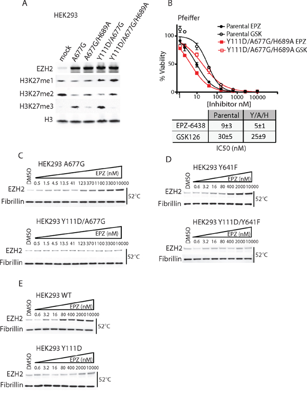 EZH2 D1 domain mutants require an active SET domain to drive resistance and inhibit drug binding both in WT and mutant EZH2.