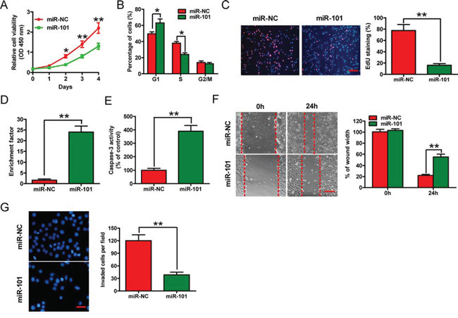 Effects of miR-101 on in vitro proliferation, apoptosis, migration, and invasion of BrC cells.