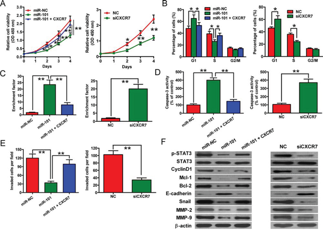 CXCR7 expression and downstream signaling are inhibited by miR-101 in BrC cells.