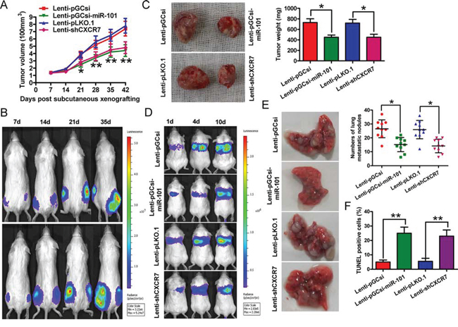 Overexpression of miR-101 or knockdown of CXCR7 suppresses tumor growth and metastasis, and promotes apoptosis of BrC cells in vivo.