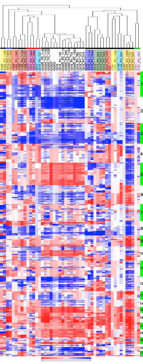 EOC of origin and corresponding PDXs show similar CNC profiles.