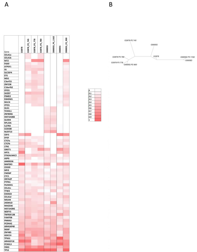 mutational profiles of O-2878, distant nodules O-0005D and O-0005S and the PDX that were derived from them.