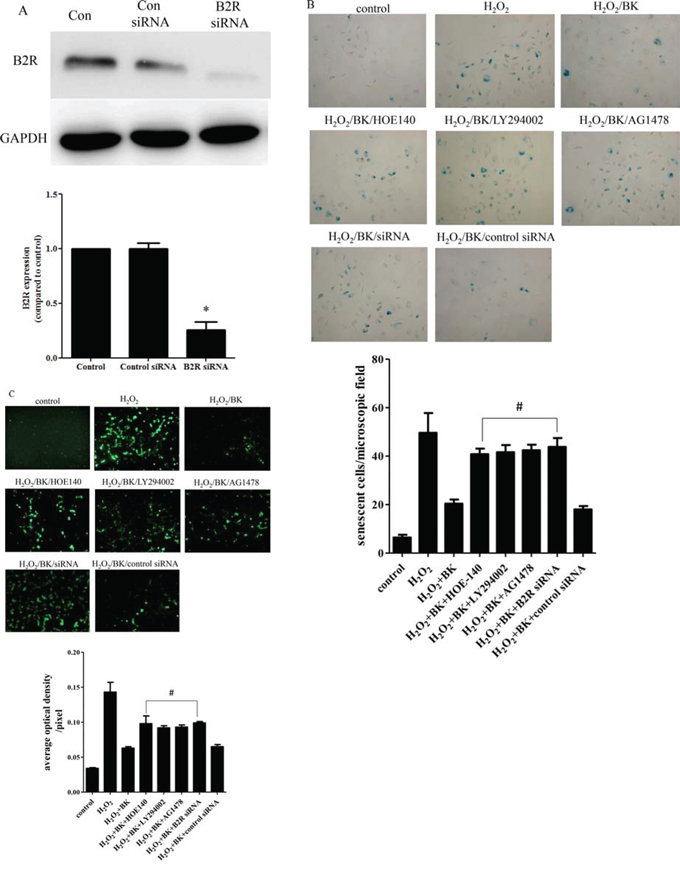 Signal pathway inhibitor and siRNA impair the protective effect of BK.