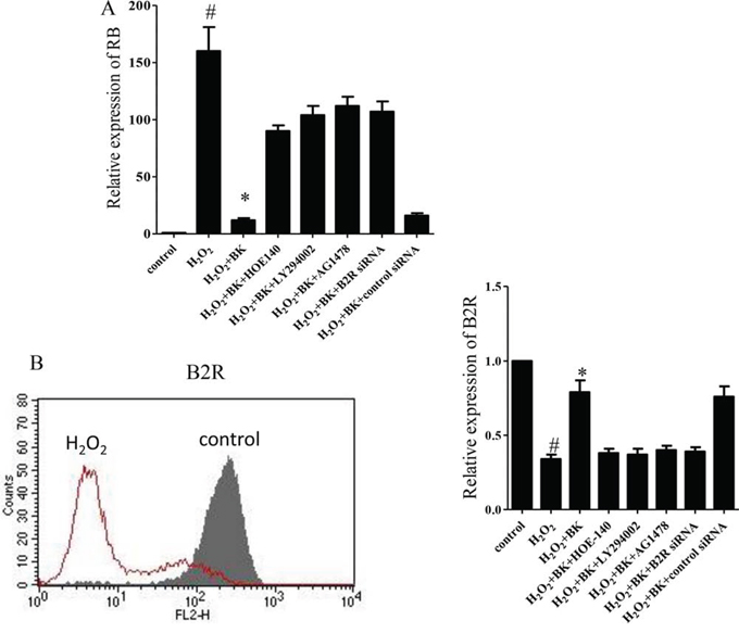 The effect of the B2R antagonist HOE-140 (150 nM), PI3K antagonist LY-294002 (10 &#x03BC;M), and EGFR antagonist AG1478 (10 &#x03BC;M), and B2R siRNA on the relative expression of RB and B2R in hEPCs treated with 300 &#x03BC;M H2O2 and BK.