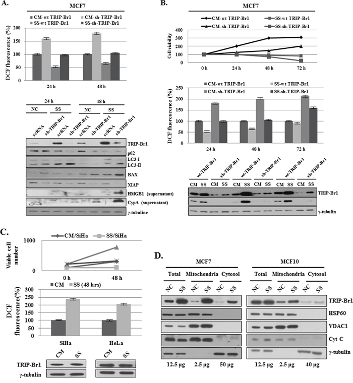 Inhibition of autophagy, apoptosis, and necroptosis by TRIP-Br1 through its repression of ROS production in serum-starved condition.
