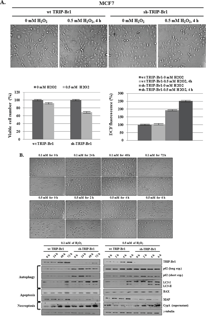 Inhibitory role of TRIP-Br1 in hydrogen peroxide (H2O2) induced cell death.