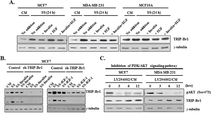 Effect of PI3K/AKT signaling pathway on TRIP-Br1 expression in serum-depleted condition.