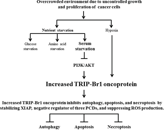 Schematic diagram showing the inhibitory role of TRIP-Br in autophagy, apoptosis, and necroptosis under nutrient/serum-deprived condition.