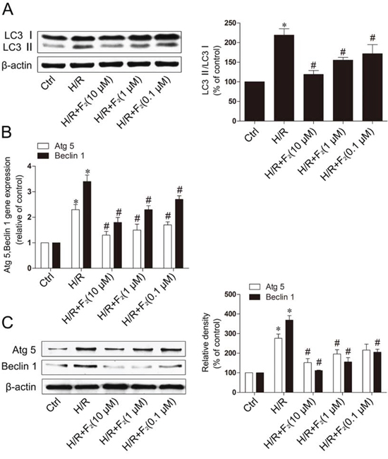 F2 inhibits the degree of autophagy in H9c2 cells subjected to H/R.