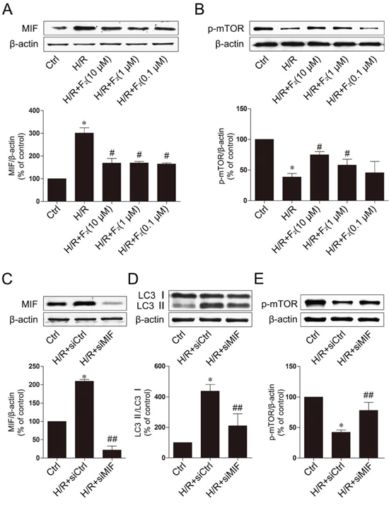 F2 inhibits autophagy through the MIF-mTOR pathway in H9c2 cells subjected to H/R.