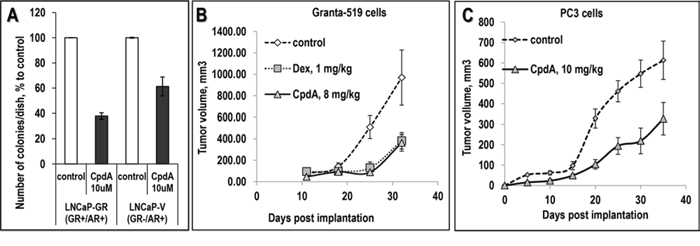 Anti-cancer effect of CpdA in colony forming assay and in xenograft models.